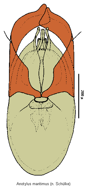 anotylus_maritimus.gif