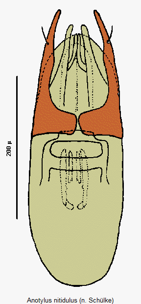 anotylus_nitidulus.gif