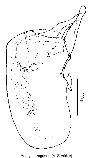 anotylus_rugosus2.gif
