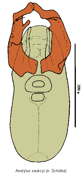 anotylus_saukcyi.gif