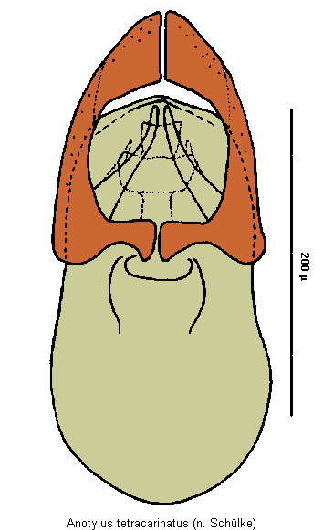 anotylus_tetracarinatus.gif