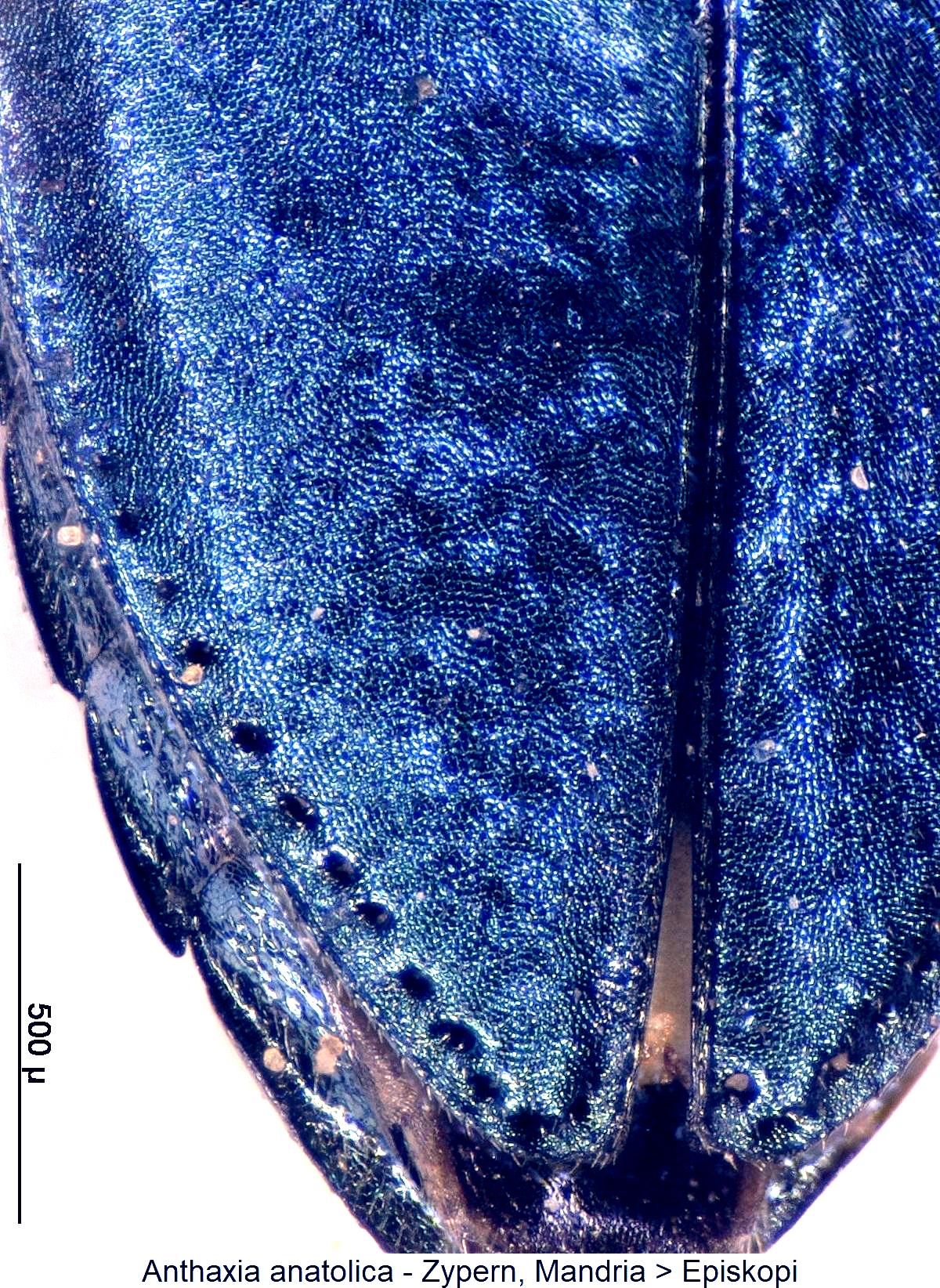 anthaxia_anatolica_dec.jpg