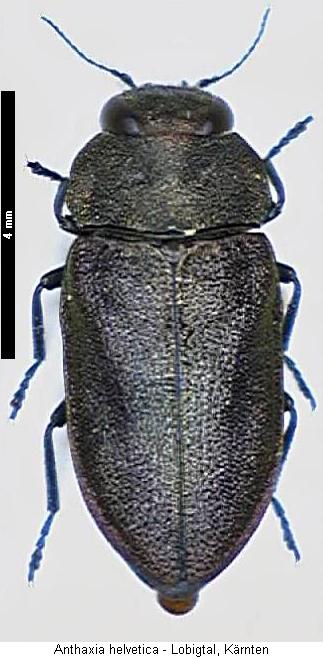anthaxia_helvetica_hab.jpg