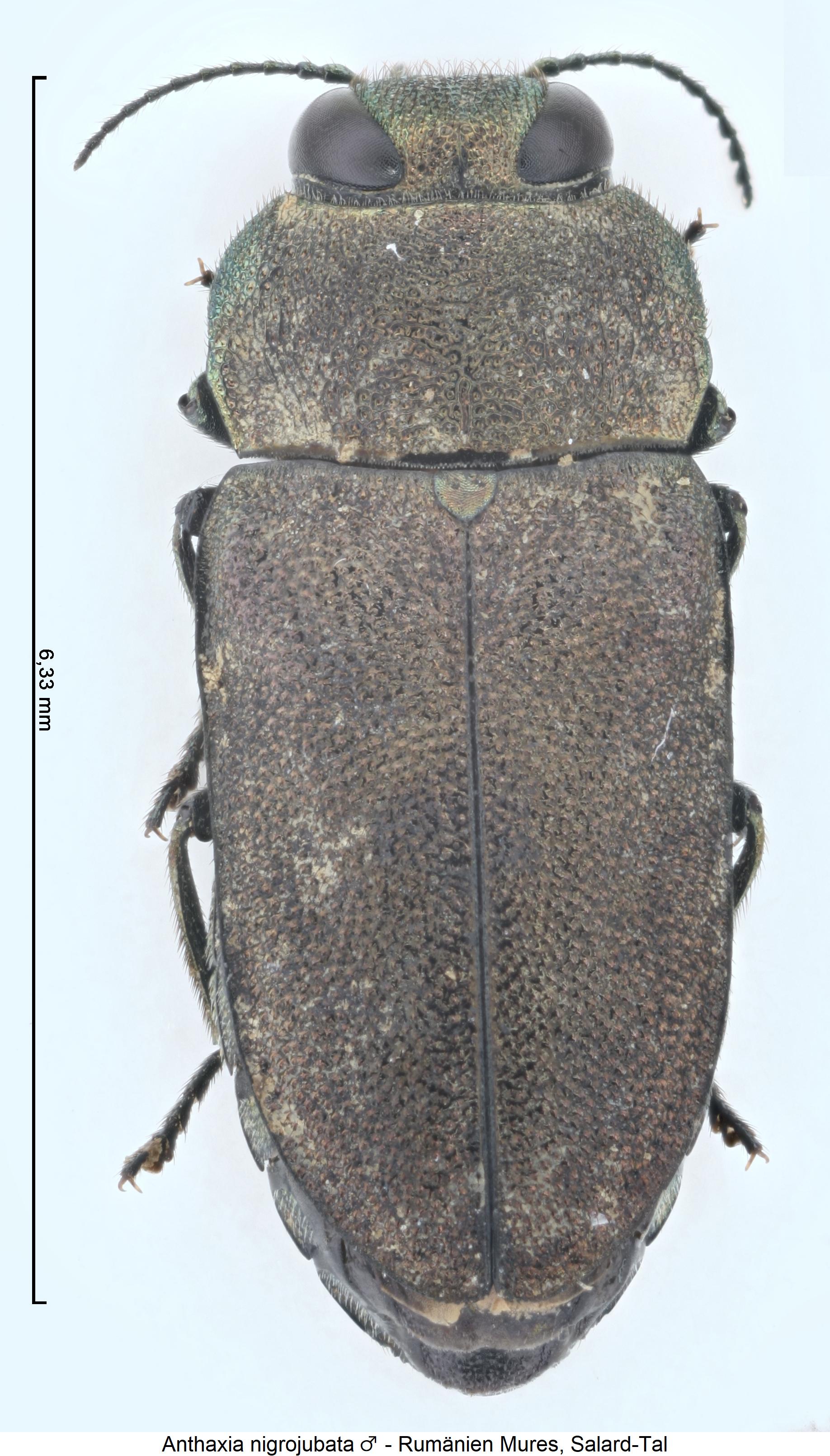 anthaxia_nigrojubata_hab.jpg