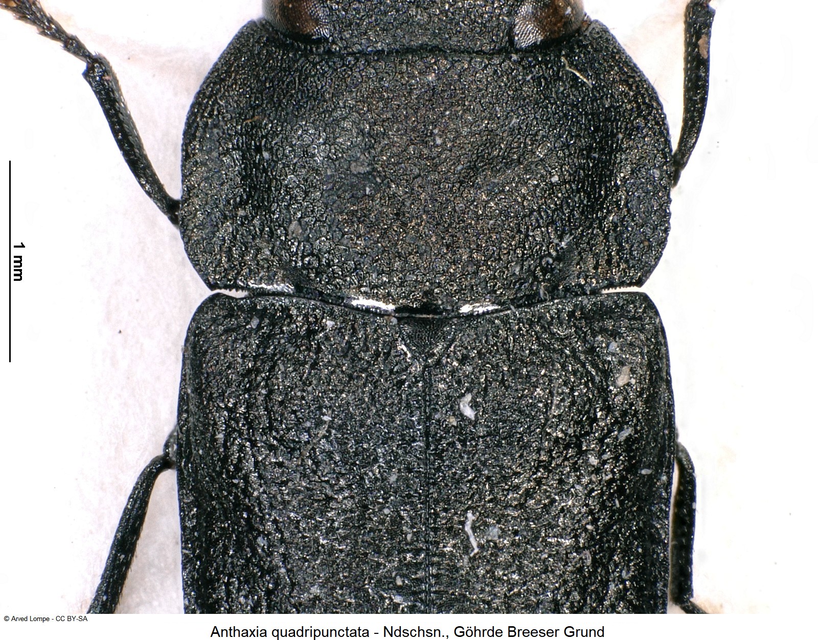 anthaxia_quadripunctata_ck16997424_scut.jpg
