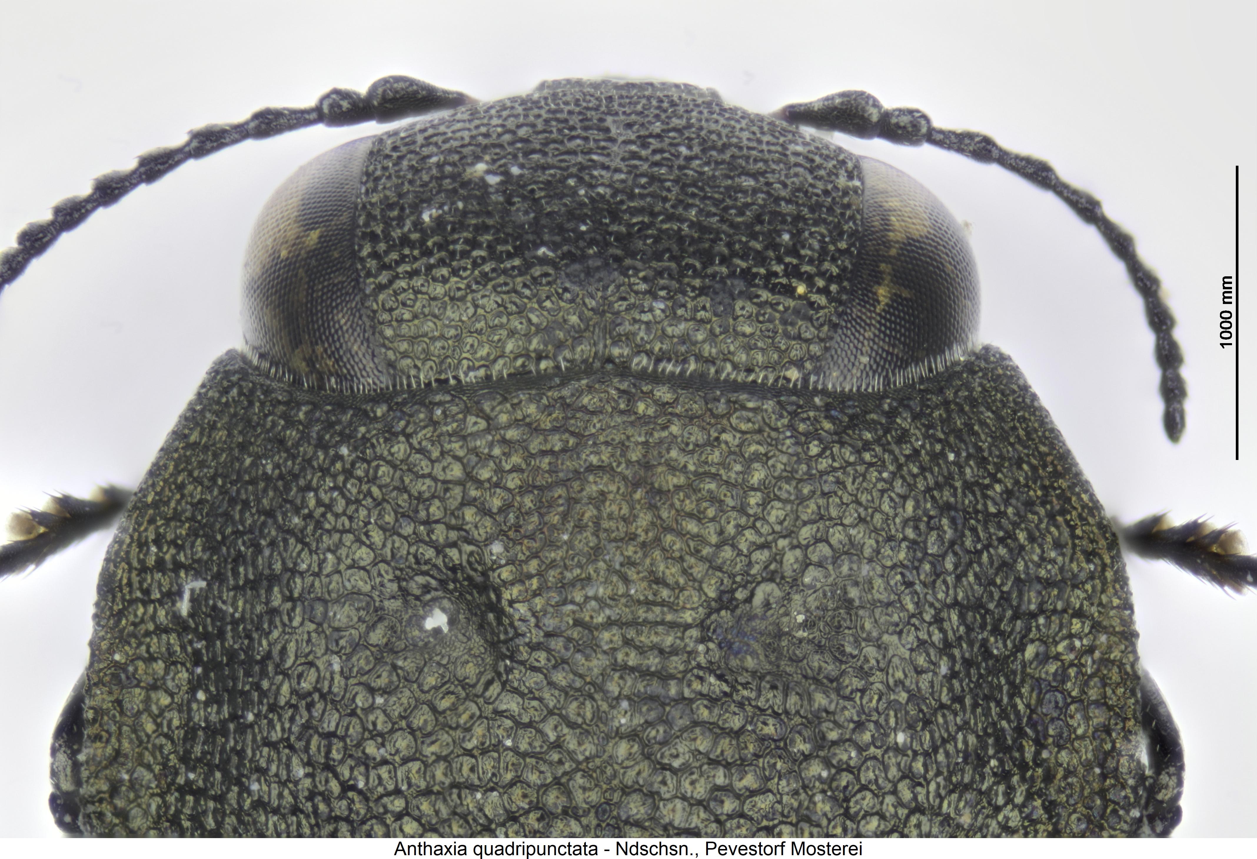 anthaxia_quadripunctata_vk.jpg