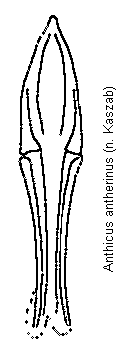 anthicus_antherinus.gif