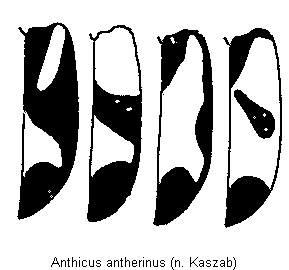anthicus_antherinus_fld.gif