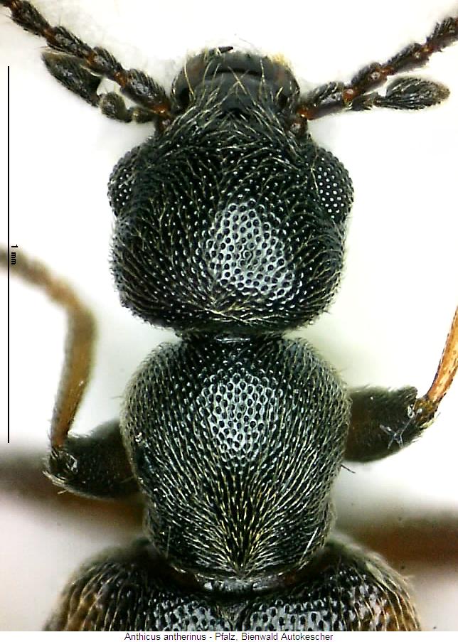 anthicus_antherinus_vk.jpg