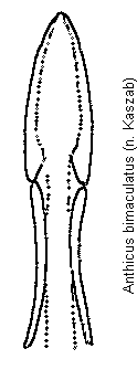 anthicus_bimaculatus.gif