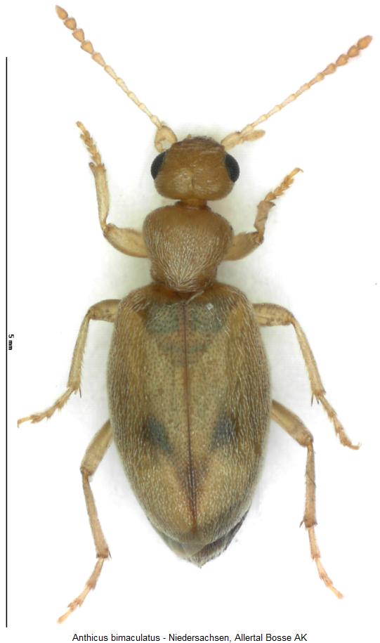 anthicus_bimaculatus_hab.jpg