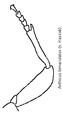 anthicus_bimaculatus_vb.gif