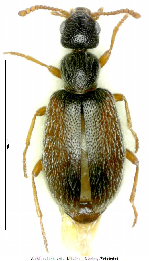 anthicus_luteicornis_hab.jpg