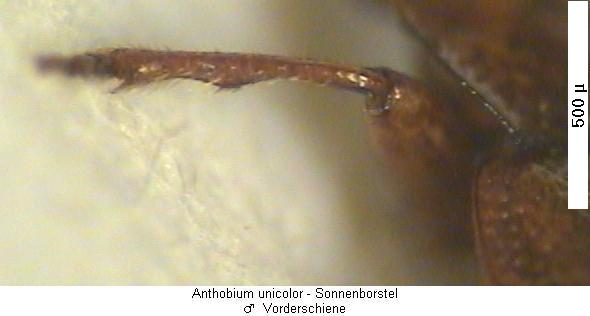 anthobium_unicolor_vschn.jpg
