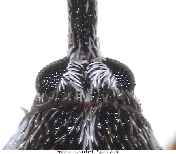 anthonomus_baudueri_k.jpg