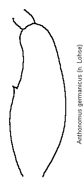 anthonomus_germanicus_vschl.gif
