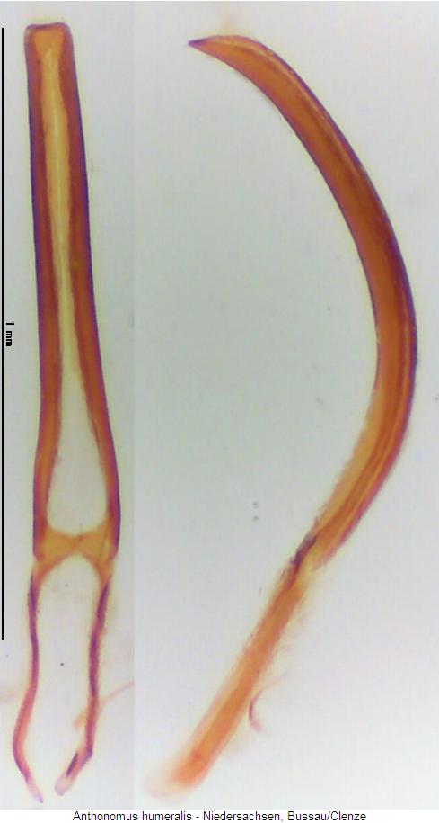 anthonomus_humeralis.jpg