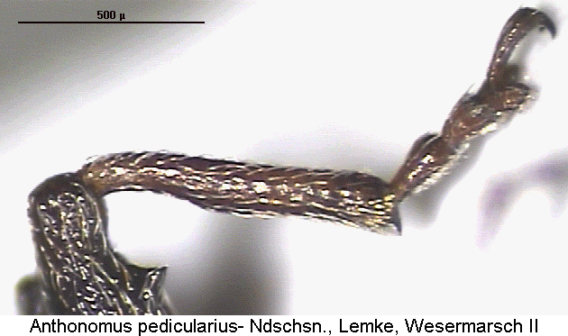 anthonomus_pedicularius_vschn.gif