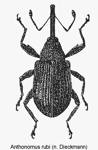 anthonomus_rubi_hab.gif