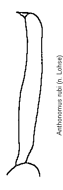 anthonomus_rubi_vschn.gif