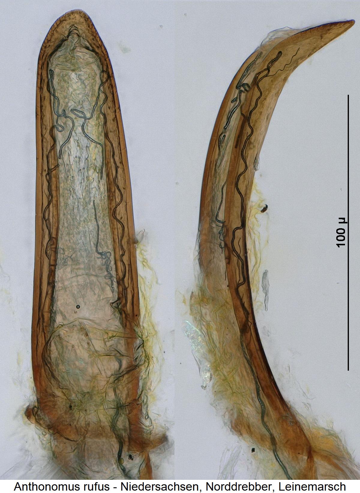anthonomus_rufus.jpg