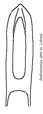 anthonomus_ulmi.gif
