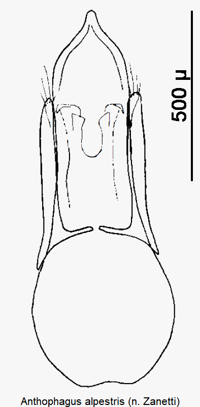 anthophagus_alpestris.gif