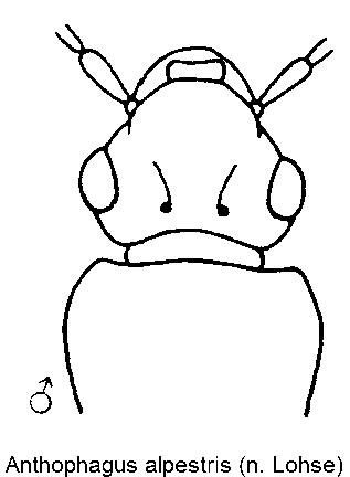 anthophagus_alpestris_m_k.gif