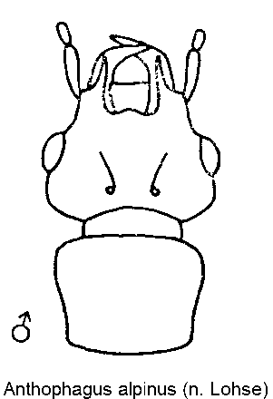 anthophagus_alpinus_m_k.gif