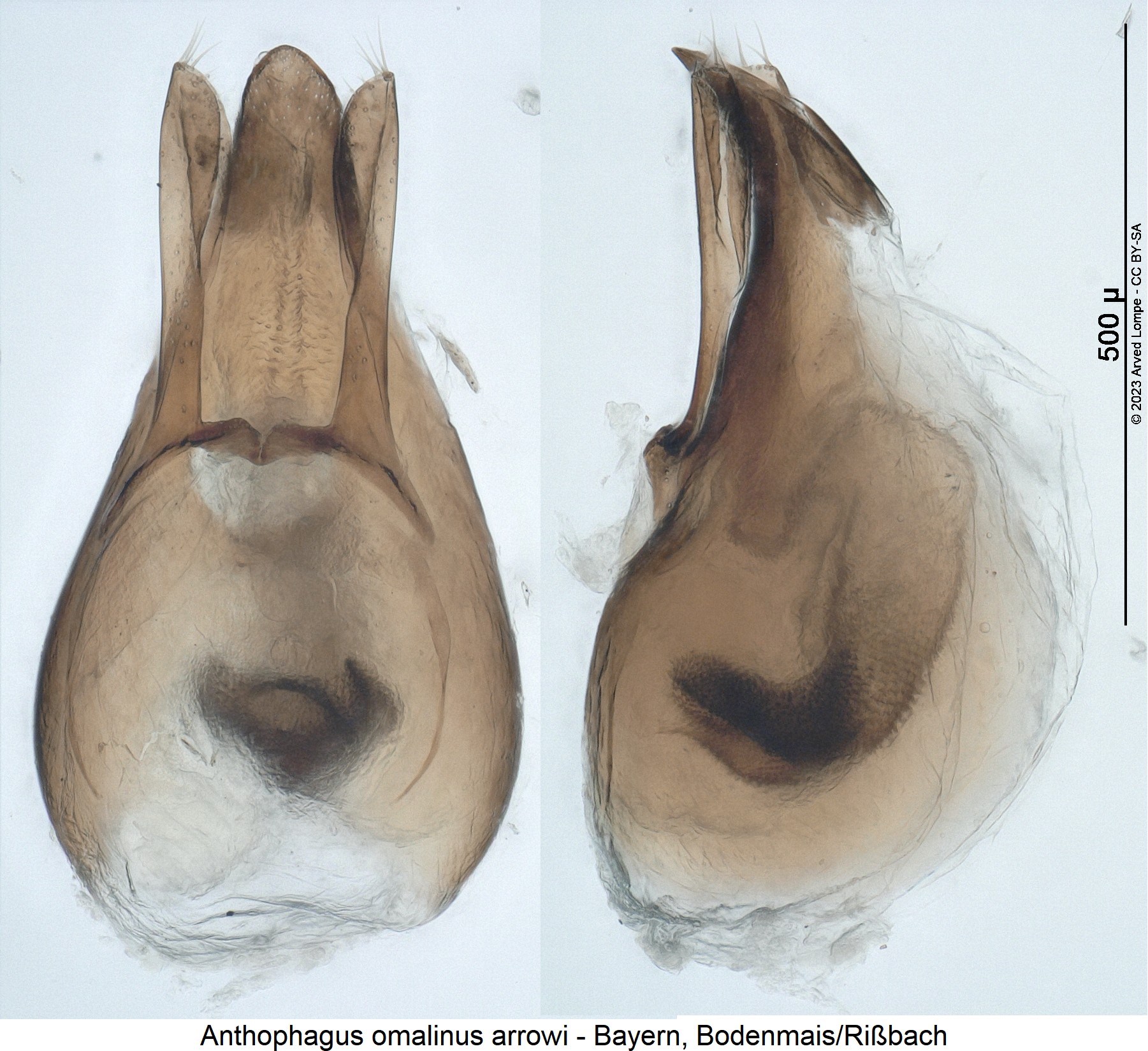 anthophagus_arrowi1.jpg