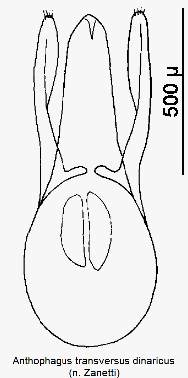 anthophagus_dinaricus.gif