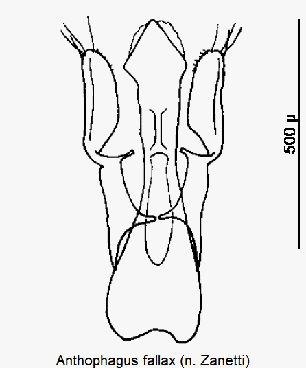 anthophagus_fallax.gif
