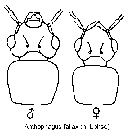 anthophagus_fallax_k.gif