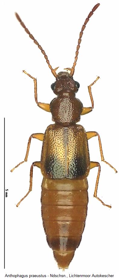 anthophagus_praeustus_hab.jpg