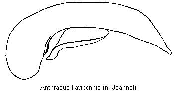 anthracus_flavipennis.jpg