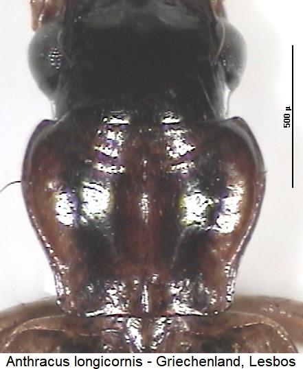 anthracus_longicornis_vk.jpg