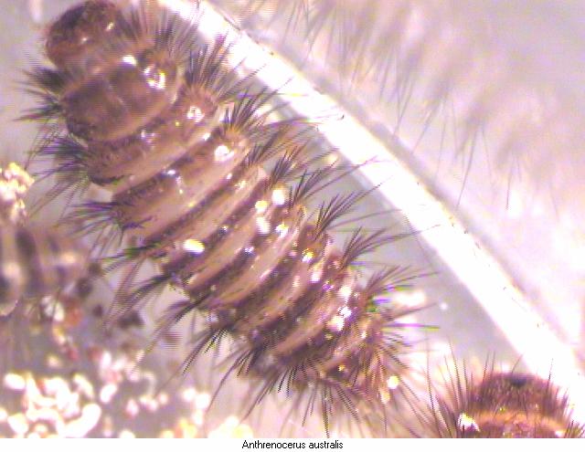 anthrenocerus_australis_larve.jpg