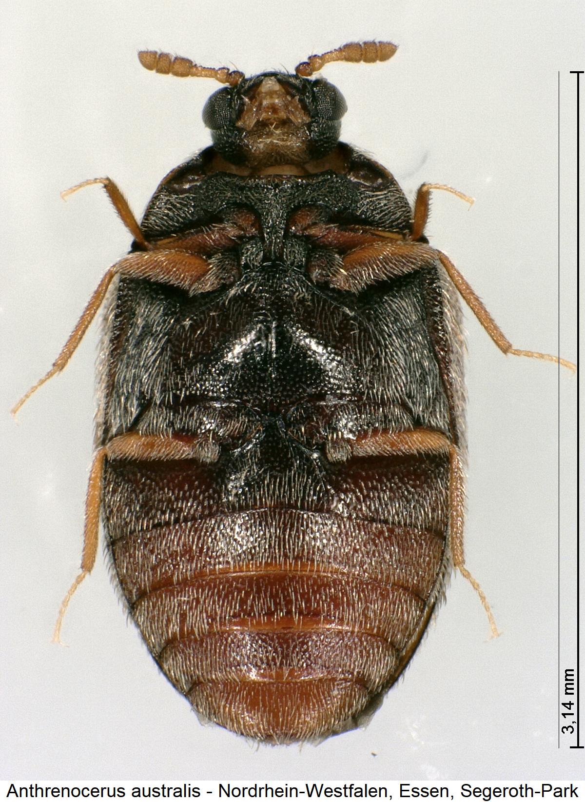 anthrenocerus_australis_us.jpg