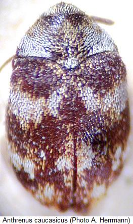 anthrenus_caucasicus_male_smns.jpg