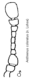 anthrenus_coloratus.gif