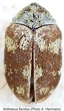 anthrenus_flavidus_smns.jpg
