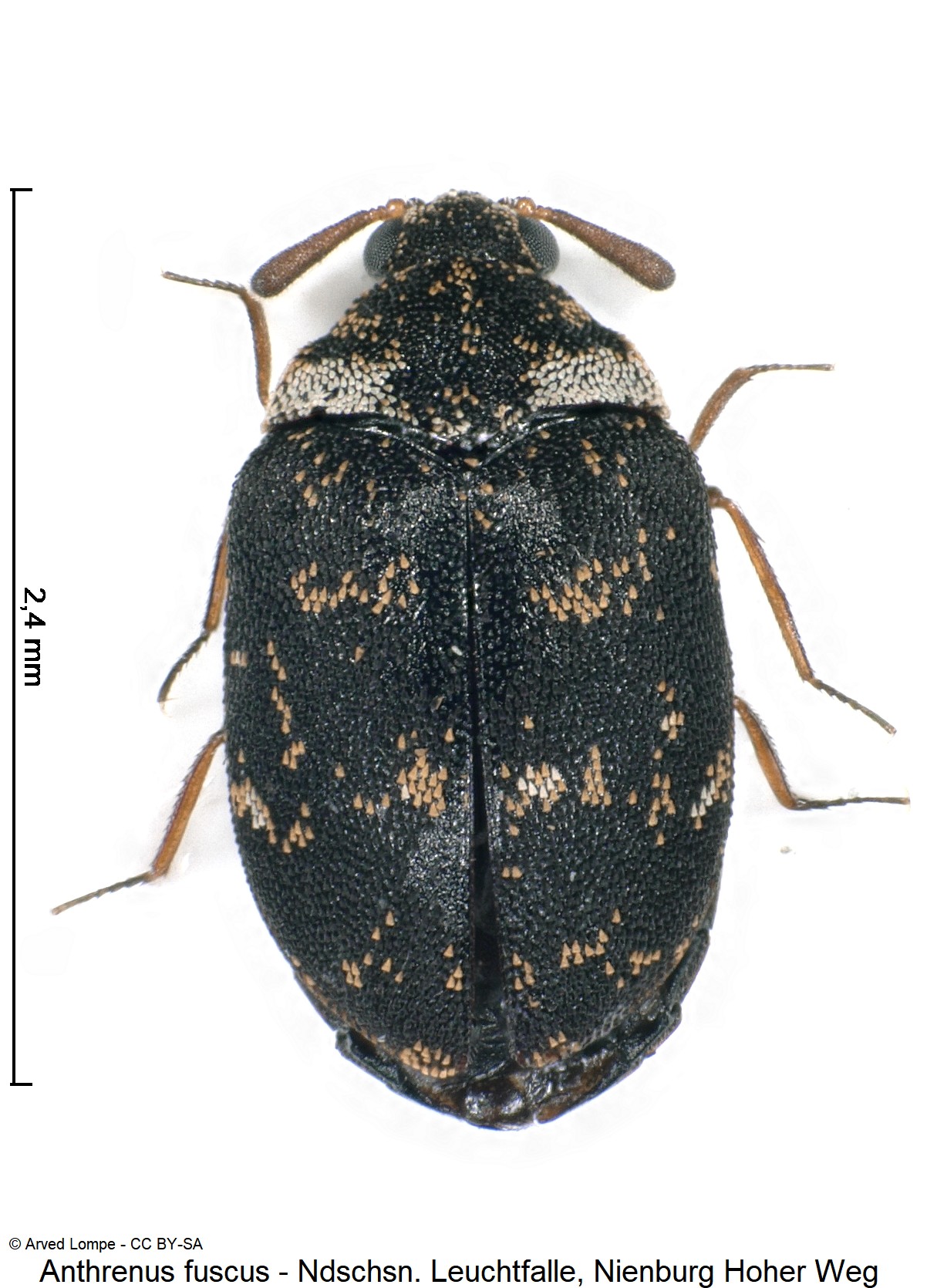 anthrenus_fuscus_ck35855304_hab.jpg
