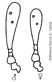 anthrenus_fuscus_f.gif