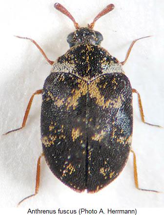 anthrenus_fuscus_habitus_male.jpg