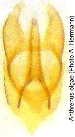 anthrenus_olgae_genitalia.jpg