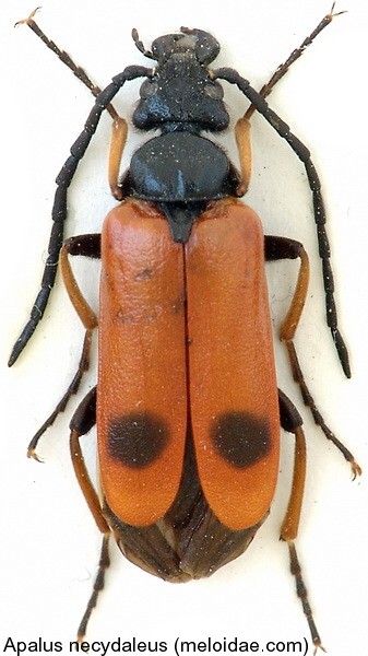 apalus_necydaleus.jpg