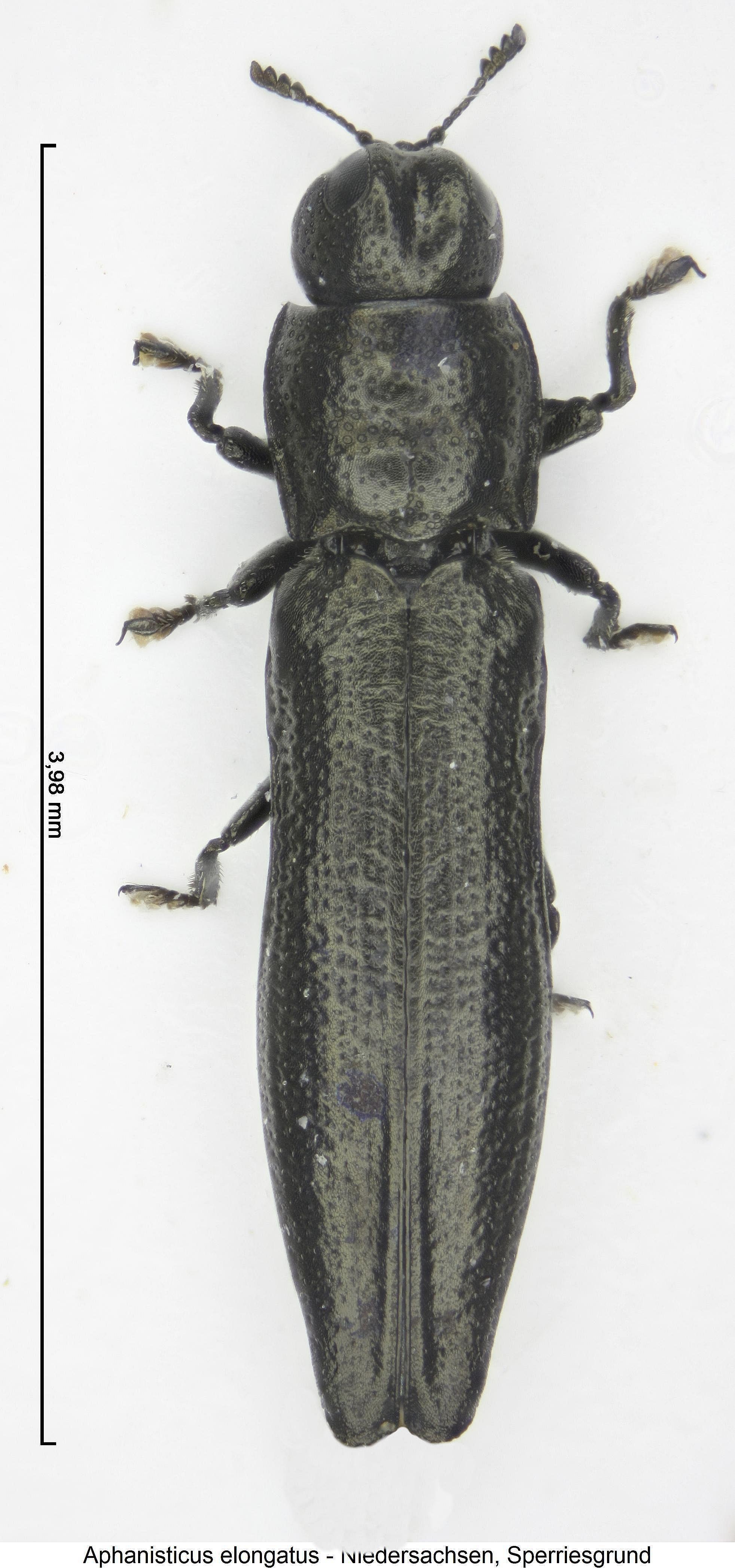 aphanisticus_elongatus_hab.jpg