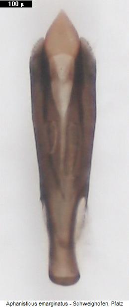 aphanisticus_emarginatus.jpg