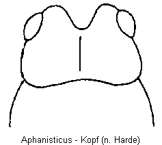 aphanisticus_k.gif