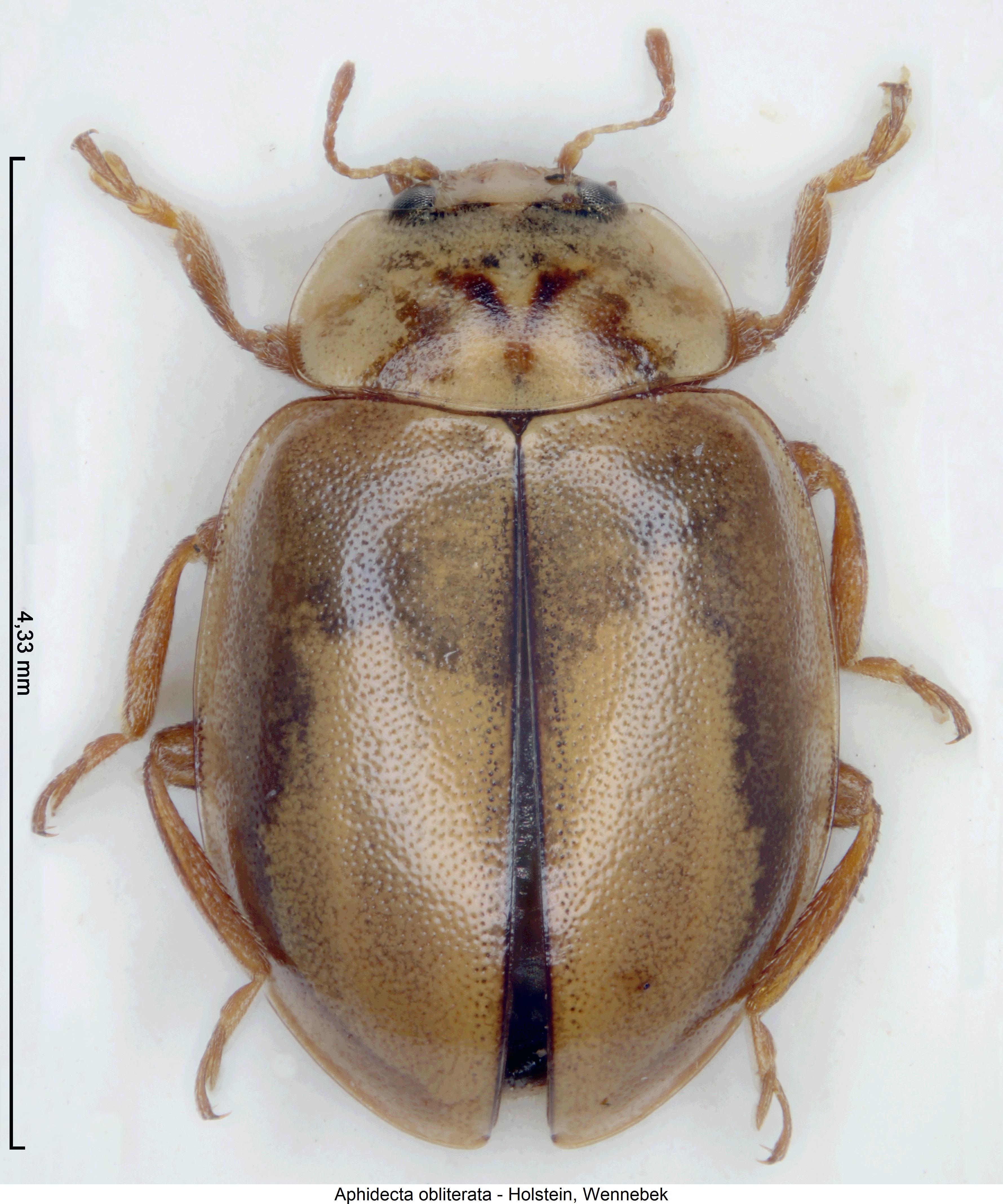 aphidecta_obliterata_hab.jpg